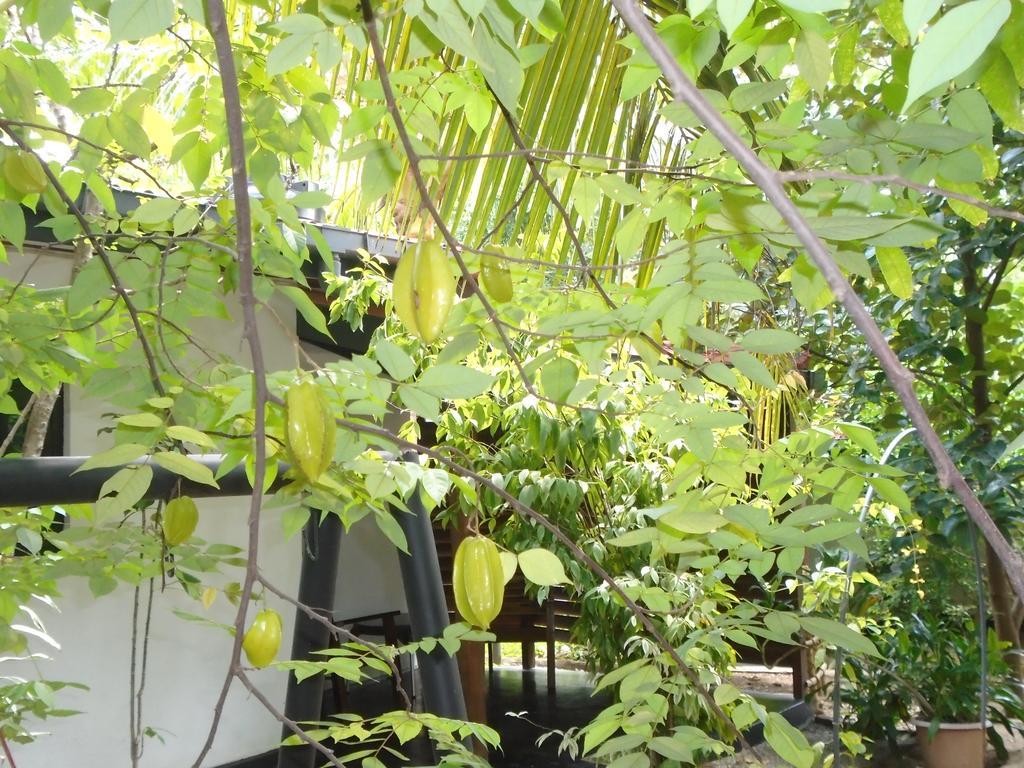 Livinginn Polonnaruwa Bagian luar foto